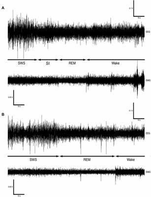 Sociality Affects REM Sleep Episode Duration Under Controlled Laboratory Conditions in the Rock Hyrax, Procavia capensis